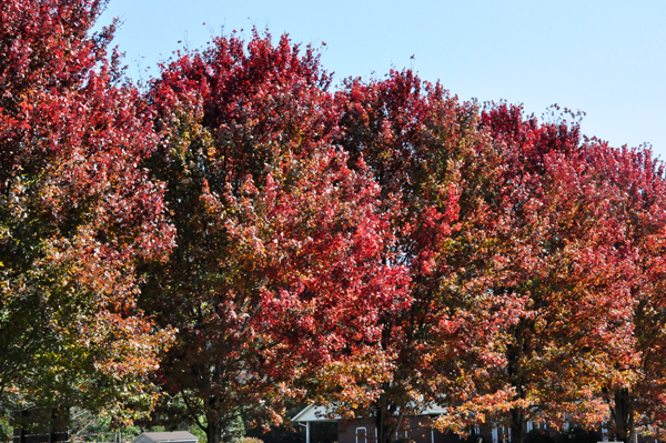 red trees in Banner Elk